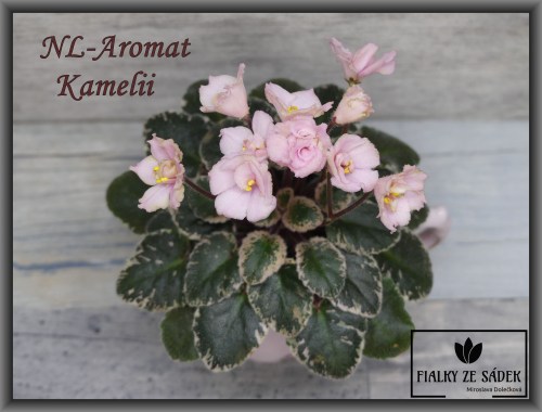 NL-Aromat Kamelii